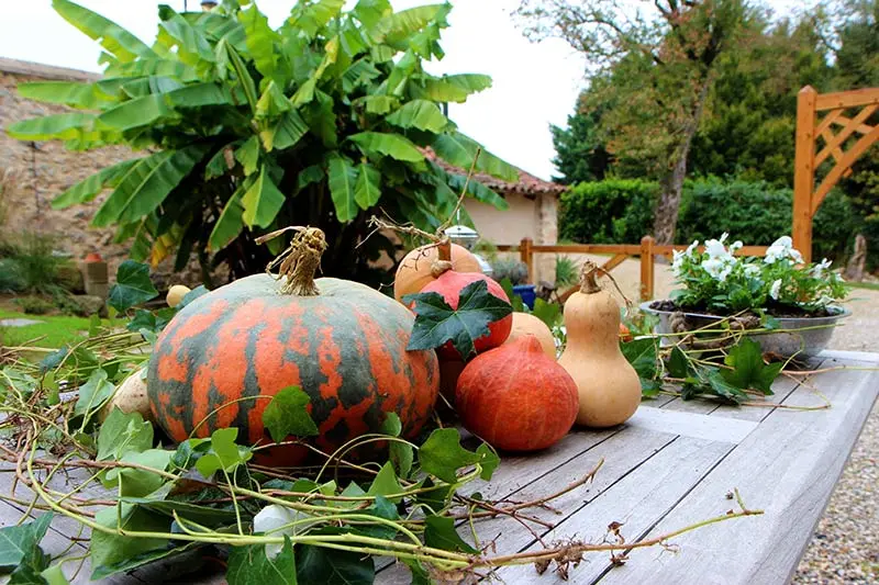 Étal coloré de courges et potirons sur un marché automnal en Aveyron