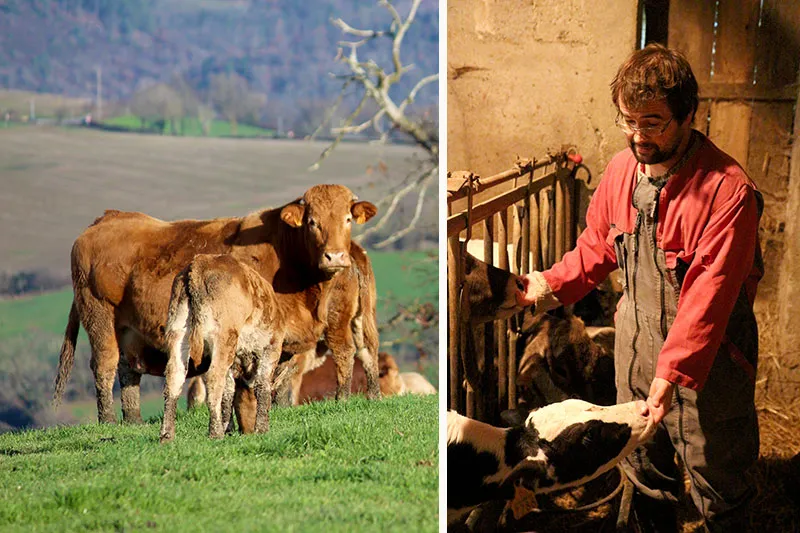 veau du segala en aveyron