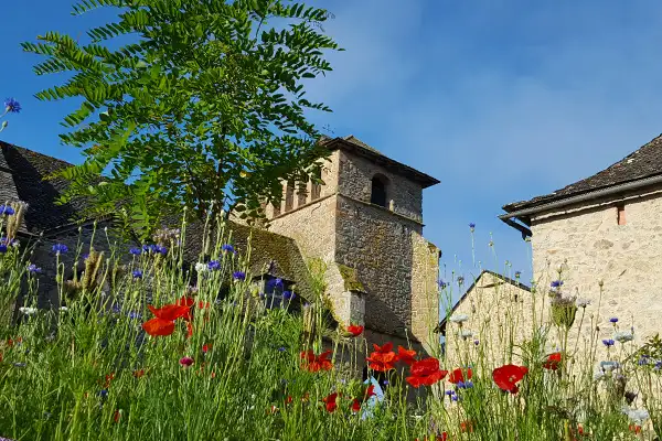 Association de plantes de la région, coquelicots, acacia